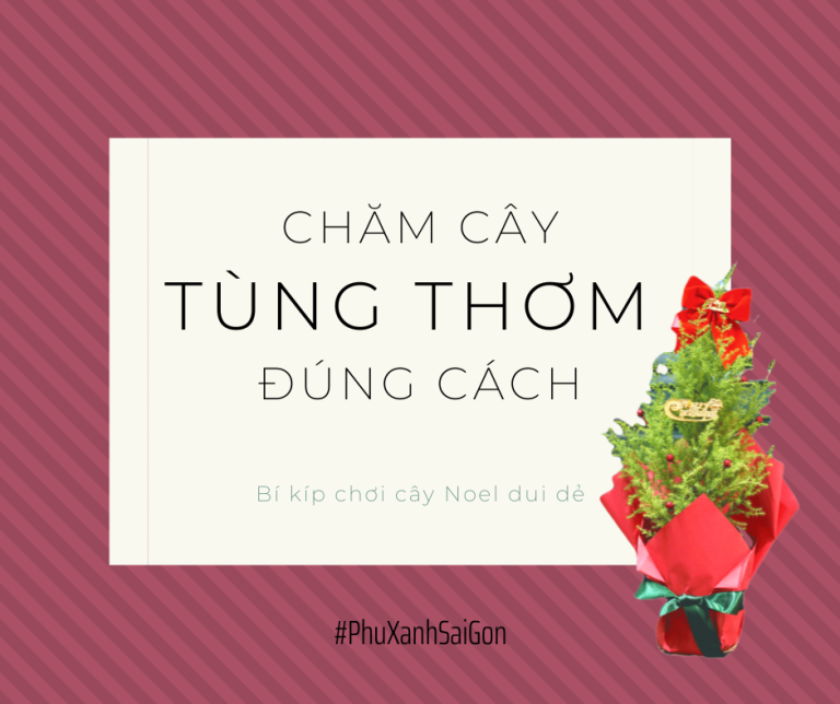 CÁCH CHĂM CÂY TÙNG THƠM TẠI NHÀ, KINH NGHIỆM TRỒNG, ĐẶC ĐIỂM (QUÀ TẶNG CÂY THÔNG NOEL)